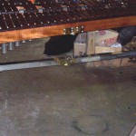 springfield2